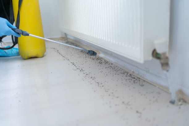 Best Flea Control Services  in Wahoo, NE